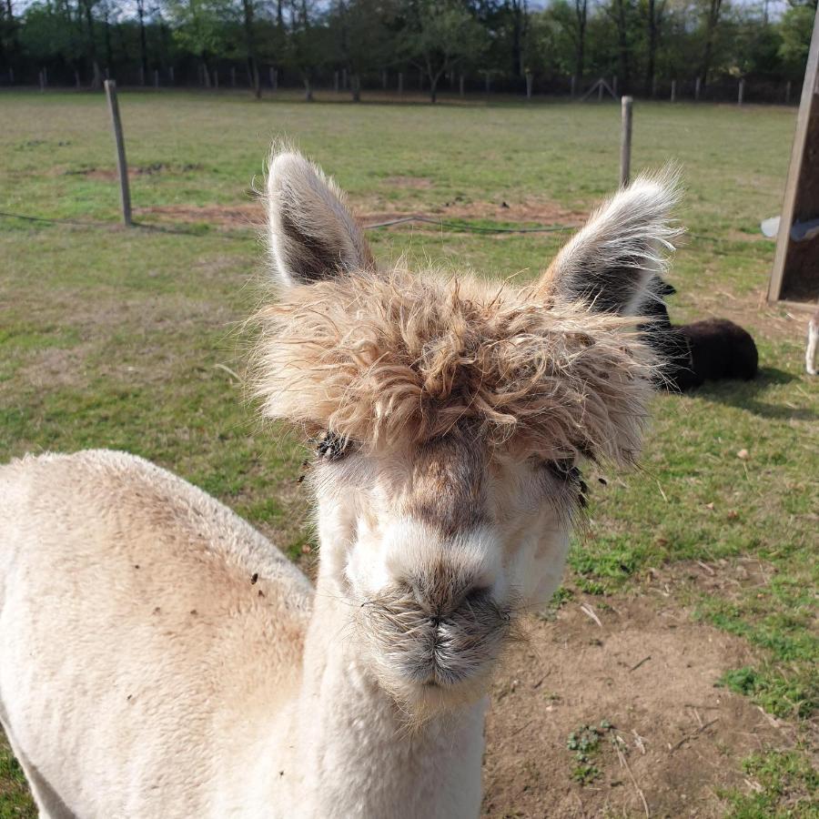 The Alpaca B&B Chalais  Exteriör bild