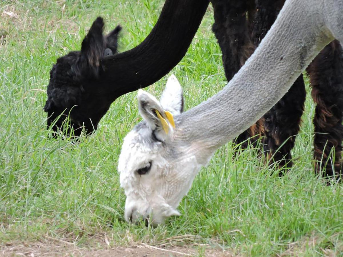 The Alpaca B&B Chalais  Exteriör bild